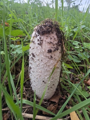 Shaggy Mane