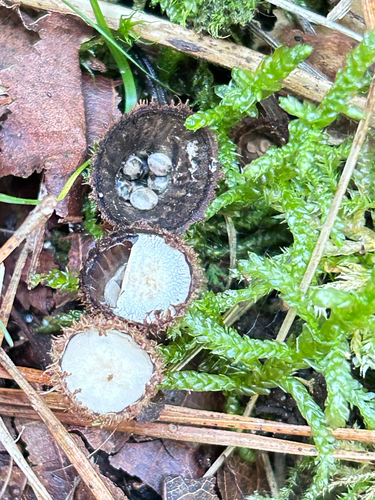 fluted bird's nest fungus