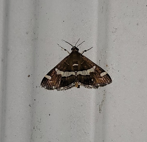 Hawaiian Beet Webworm Moth