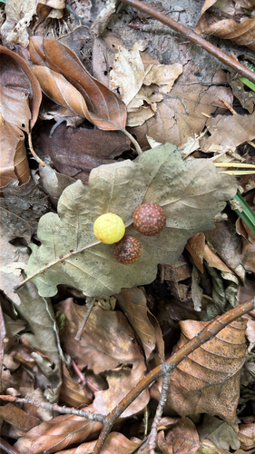 Cherry Gall Wasp