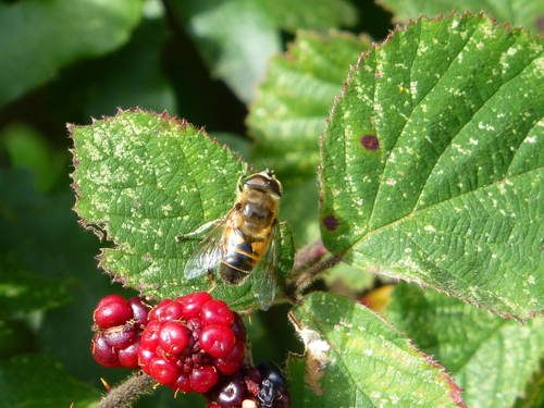 Common Drone Fly