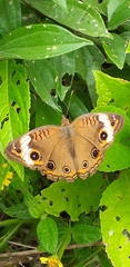 Junonia zonalis
