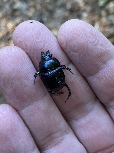 Woodland Dor Beetle