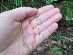 Carex retroflexa