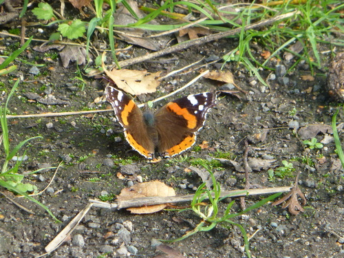 Red Admiral