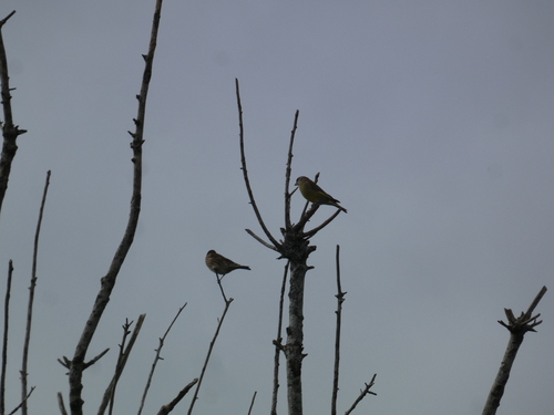 European Greenfinch