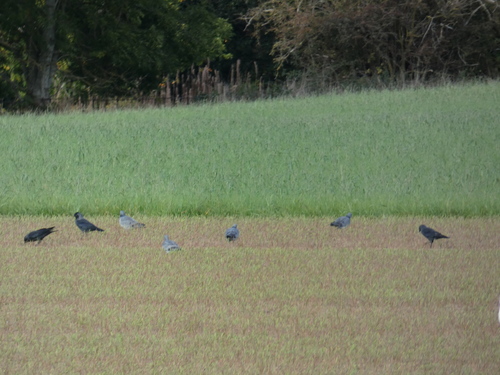 Stock Dove