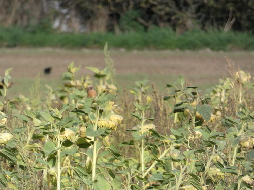 European Stonechat