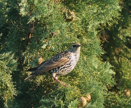 European Starling