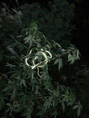 Ahaetulla prasina