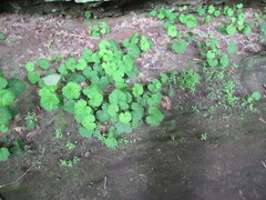 Heuchera missouriensis