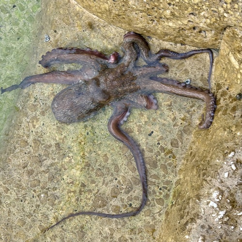 Common Octopus