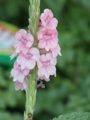 Stachytarpheta mutabilis