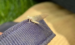 Maccaffertium modestum