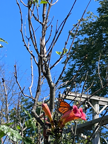 Monarch