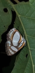 Thisbe irenea