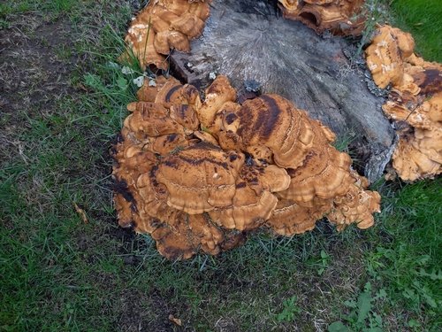 Giant Polypore