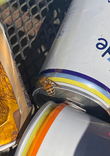 Western Honey Bee
