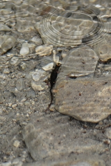 Salamandrina perspicillata