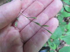 Festuca subverticillata