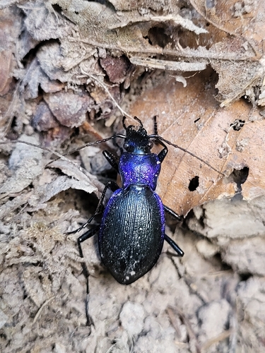Rough Violet Ground Beetle