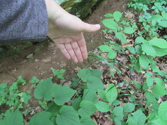 Festuca subverticillata