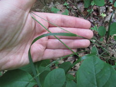 Festuca subverticillata