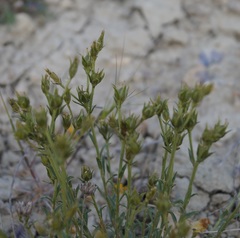 Linum pallasianum