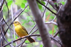 Myiothlypis flaveola