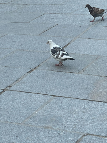 Feral Pigeon