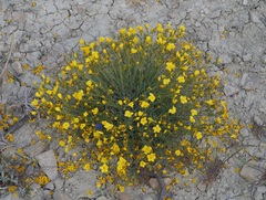 Linum pallasianum