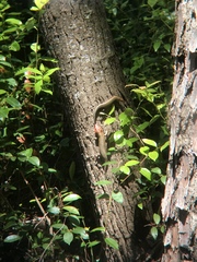 Plestiodon laticeps