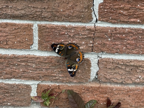 Common Buckeye