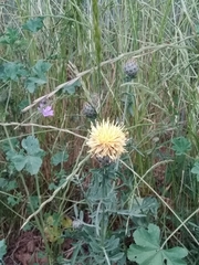 Centaurea collina