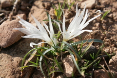 Colchicum crocifolium