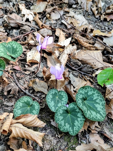 European Cyclamen