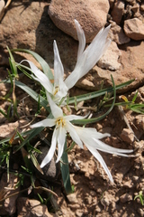 Colchicum crocifolium
