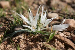 Colchicum crocifolium