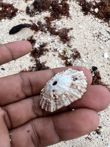 Fissurella barbadensis observed 2026-10-03