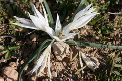 Colchicum crocifolium