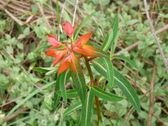 Euphorbia griffithii