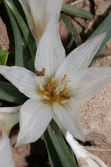 Colchicum crocifolium