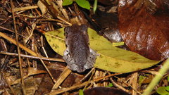 Leptobrachium hasseltii