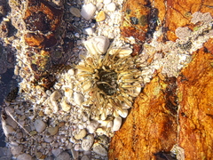 Bunodactis reynaudi