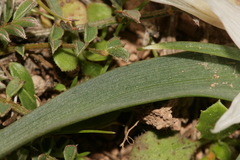 Colchicum crocifolium