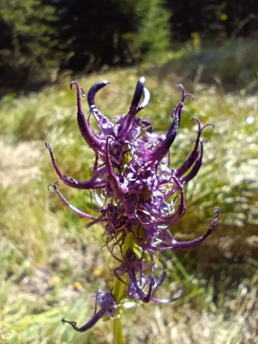 Phyteuma nigrum, 2026-09-23
