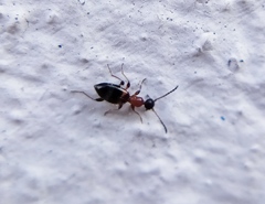 Anthelephila pedestris