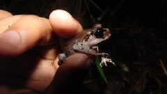 Leptobrachium hasseltii