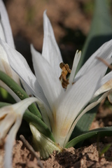 Colchicum crocifolium