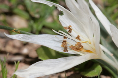 Colchicum crocifolium